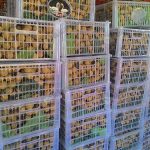 8.ผลผลิตลำไยรอส่งลูกค้า