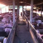 8.โรงเรือนหมูขุน