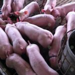 9.หมูซากสวย-เนื้อเยอะ