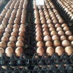 9.ไข่ไก่คัดไซส์พร้อมจำหน่าย