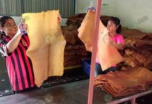 คัตติ้ง- การผลิตยางแผ่นรมควัน การเลือกคุณภาพยางชั้น 1