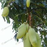 มะม่วงภายในสวน