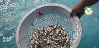 เทคนิค ผลิตลูกพันธุ์ปลากะพง กิน อาหารปลากระพงขาว เม็ดแท้ 100%
