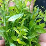 1.ยอดผักหวานป่า