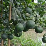 1.ส้มเขียวดำเนิน