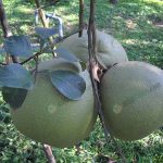 1.ส้มโอขาวแตงกวา