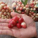 การปลูกมะม่วงหาวมะนาวโห่-คุณค่าทางยามหาศาล-ขายผลสดกิโลกรัมละ200บาท