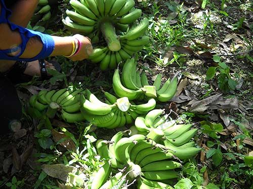 3.การตัดหวีกล้วยเพื่อส่งตลาด