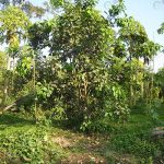 3.ต้นส้มโอพันธุ์ขาวแตงกวาอายู-2-ปี