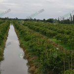 3.พื้นที่ปลูกส้มเขียวดำเนินบนร่องแปลง