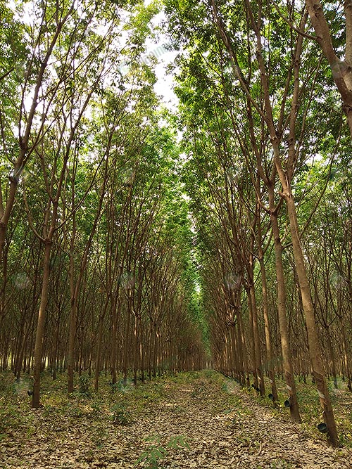 3.สวนยางพารา