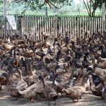 3.เป็ดไข่