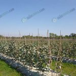 3.แปลงปลูกนอกโรงเรื่อน