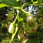 4.ดอกส้มโอพันธุ์ขาวแตงกวา