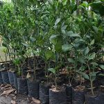 4.ต้นกล้าส้มเขียวดำเนินพร้อมปลูก