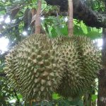 4.ทุเรียนพันธุ์หมอนทอง
