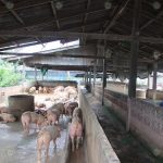 4.ให้อาหารและน้ำหมู