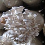 6.เห็ดนางรมฮังการี