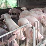 7.หมูแข็งแรงดี-ภูมิต้านทานดี-เลี้ยงง่าย