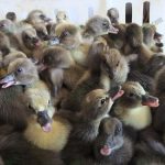 8.ลูกเป็ดรอส่งไปยังฟาร์มต่างๆ