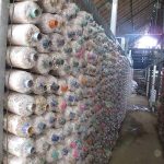 ก้อนเชื้อเห็ดโคนญี่ปุ่น