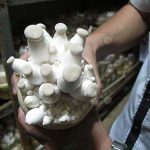 เห็ดออรินจิกำลังเจริญเติบโต