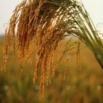 1.ต้นข้าว
