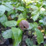 1.ต้นถั่วดาวอินคา