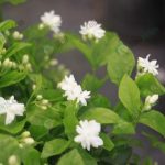 1.ต้นมะลิ