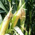 1.แปลงข้าวโพด