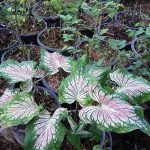 2.บอนสี-ราชาไม้ประดับใบสวยหลากหลายชนิด