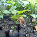 3.ต้นพันธุ์ถั่วดาวอินคา