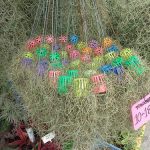 3.หนวดฤษีได้รับความนิยมเป็นที่ต้องการของตลาด