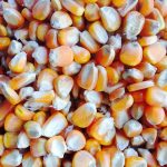 3.เมล็ดข้าวโพด
