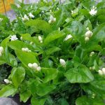 3.เลี้ยงง่าย-ดอกใหญ่-ออกดอกเก่งกว่ามะลิพันธุ์มะลิซ้อน