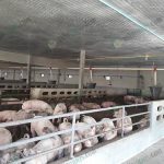 3.โรงเรือนหมูขุน