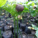 4.ต้นกล้าถั่วดาวอินคาที่ยังไม่สลัดเมล็ดออก