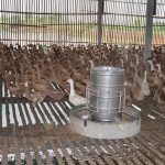 4.พื้นที่สำหรับเลี้ยงเป็ดไข่บนบ่อปลา