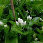 4.แสงแดดเต็มวัน-น้ำพอสมควร-และตัดแต่งหลังต้นให้ดอกแล้ว