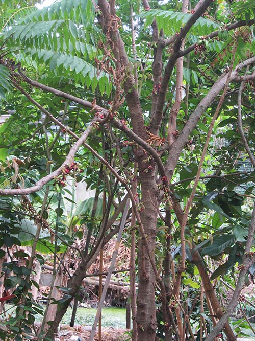5.ต้นตะลิงปลิงสามารถให้ผลผลิตได้ทั้งปี