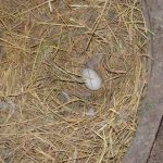 5.ฟางรองไข่เป็ด