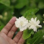 5.เก็บดอกมาร้อยพวงมาลัยแล้วยังสามารถนำต้นมาปลูกลงกระถางได้