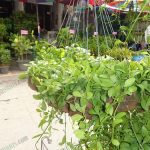 5.เดปเขียว-ปลูกเลี้ยงง่าย-ใช้กาบมะพร้าวเป็นตัวยึดเกาะ