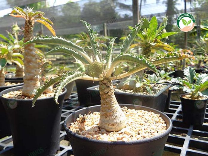 D.-foetida มะพร้าวทะเลทราย ปลูกเลี้ยงให้สวย เพาะอย่างไรได้ผลผลิตดี? D.-foetida มะพร้าวทะเลทราย ปลูกเลี้ยงให้สวย เพาะอย่างไรได้ผลผลิตดี?