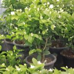 การตัดแต่งช่วยให้มะลิมีทรงพุ่มสวยงาม-โรคและแมลงน้อยลง