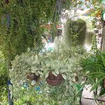 ผลิต ไม้กระถางแขวน ครองใจตลาด สวนแนวตั้ง ญี่ปุ่น และเอเชีย