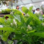 มะลิเศรษฐีมีดอกติดทุกยอด-ออกดอกเป็นช่อ-ช่อละ-5-6-ดอก