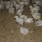 สายพันธุ์ไก่เนื้อ