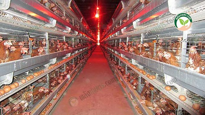 การบริหาร ต้นทุนการเลี้ยงไก่ไข่ ในสภาวะเศรษฐกิจขาลง ให้ได้คุณภาพและมีกำไร การบริหาร ต้นทุนการเลี้ยงไก่ไข่ ในสภาวะเศรษฐกิจขาลง ให้ได้คุณภาพและมีกำไร