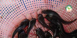 ปลาดุกรัสเซีย